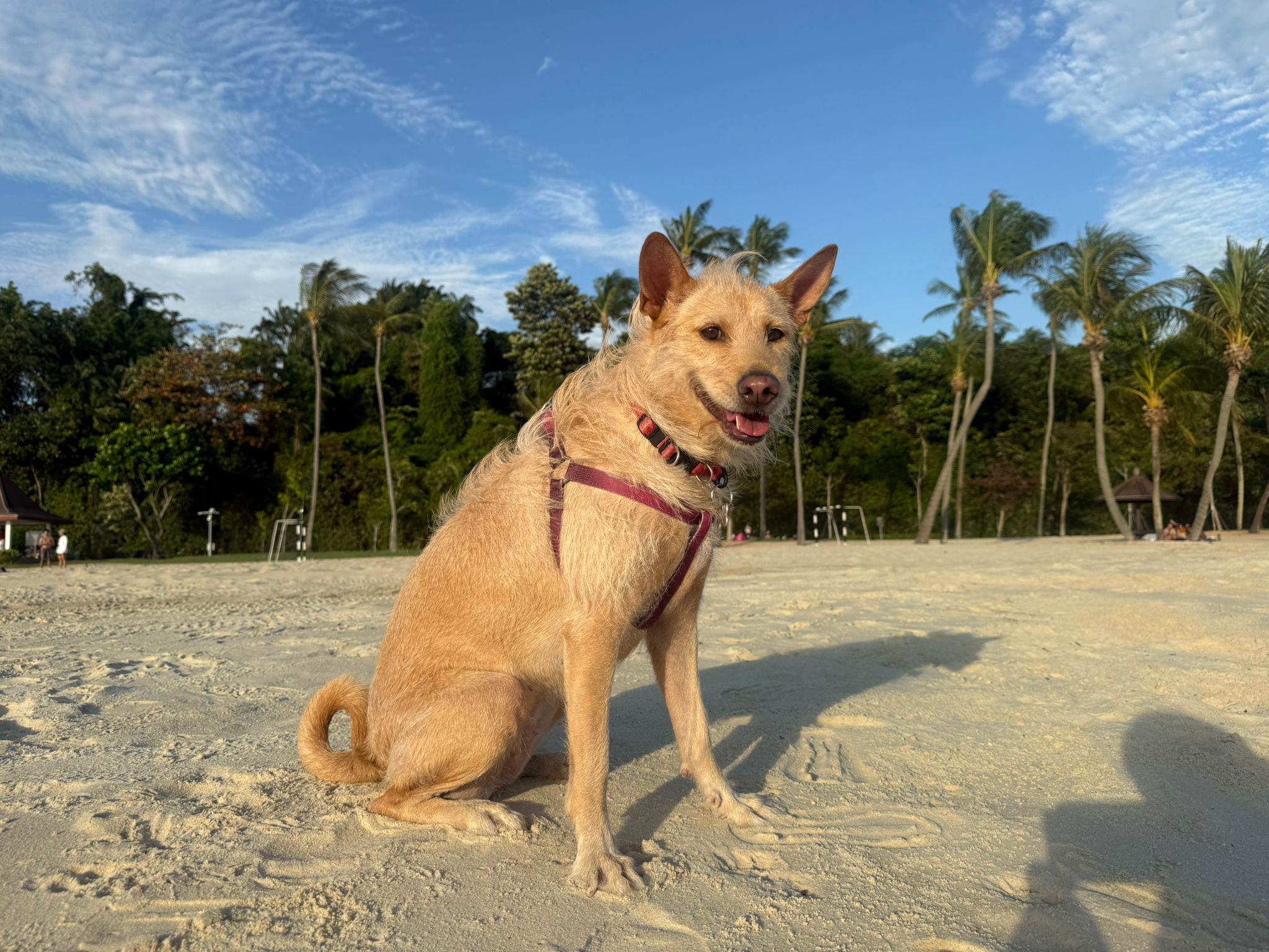 Tan dog wearing a burgundy harness sitting on a sandy beach beneath palm trees and a blue sky